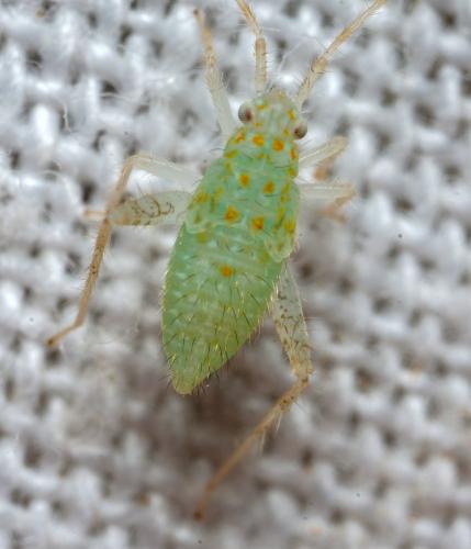 Réf. 283 102 : Phytocoris delicatulus
